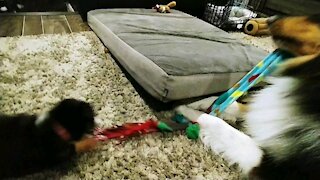 Nashville plays tug with Cannoli!