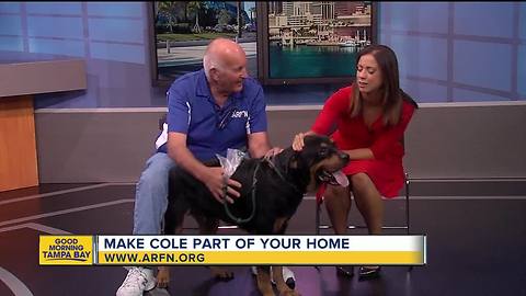 Rescues in Action: Cole