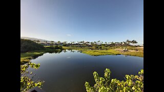 Thousands of fish in Four Seasons Beach House pond😮