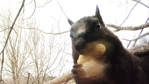 Feisty squirrel chases crows from his birdfeeder