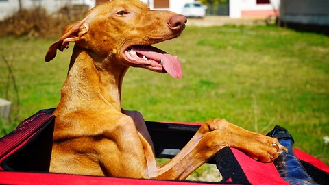 AMAZING DOG THAT INSPIRED A COUNTRY GOES ON A LAST RIDE. INCREDIBLY EMOTIONAL