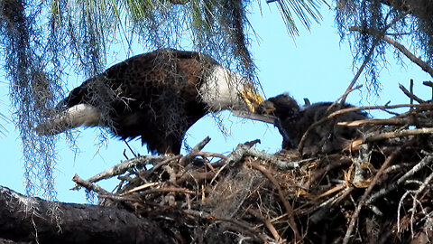 Cute Eaglets Get Lunch