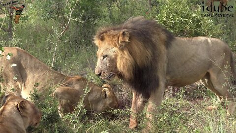 Daughters Of The Mapogo Lions - Rebuilding The Othawa Pride - 77: Finishing a Meal