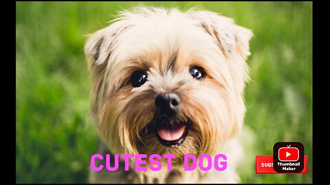 Cutest dog | Cutest dog in the world | Cute dogs clips