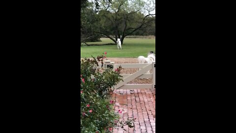 THREE LEGGED DOG FINDS FIRST MUD PUDDLE