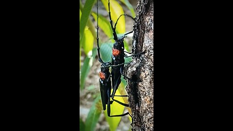 Flat Earth Unique Bugs' Reproductive Captured On Video!