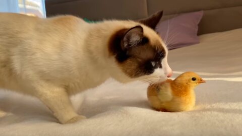 Funny Cat Reaction to Baby Chick