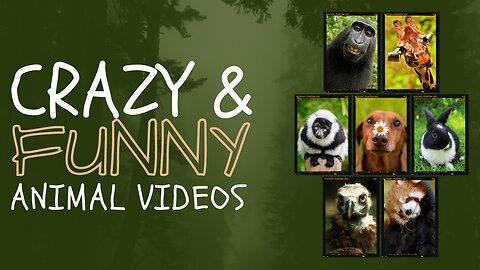 Funniest Animals Videos