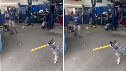 Baseball-playing Pup Perfectly Hits Ball With Bat