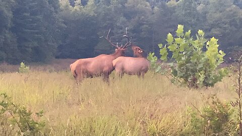 Great Smoky Mountain Elk