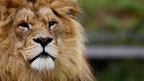 Two African lions lick each other