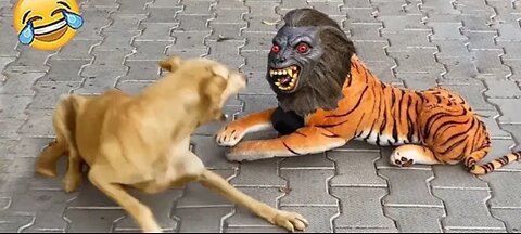 Hilarious Dog and Cat Duo: Partners in Mischief!"