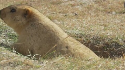 Himalayan Marmots Cute Fur Wild Animal in the Alpine Grasslands of the Himalayas Ladakh Wildlife