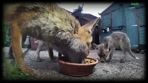 🦊WINTER IS COMING - Urban #Fox Ajax and her daughter face winter alone - a look back at their year