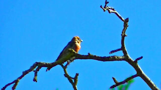 IECV NV #461 - 👀 Male House Finch And A Male House Sparrow 🐤🐤 8-17-2017