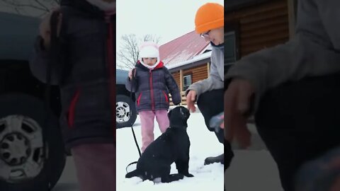 Cane Corso Puppy Meets Little Girl #shorts