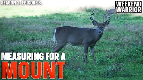 4 Important Measurements for a Deer Mount