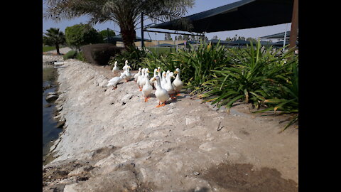 Super Cute &Funny White Ducks Welcoming ME!