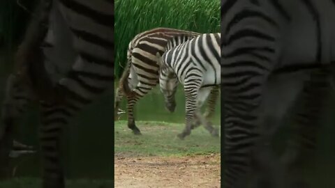 Zebras Brincando ou Brigando? #shorts