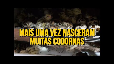 COMO COMEÇAR CRIAÇÃO DE CODORNA: MAIS UMA VEZ NASCERAM MUITAS CADORNAS