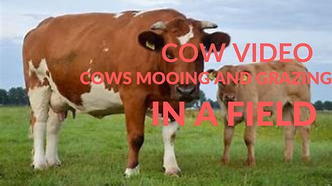 COW VIDEO 🐮🐄 COWS MOOING AND GRAZING IN A FIELD 🐄🐮