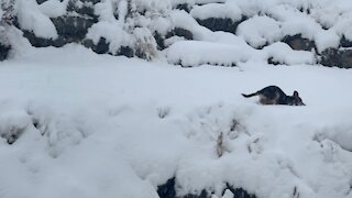 Puppy’s reaction to first big snow is priceless