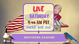 Saturday *LIVE* Hatching Season Edition