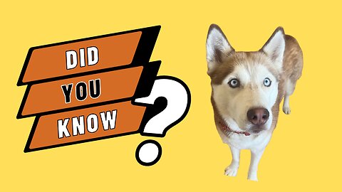 A fact you SHOULD know about Huskies