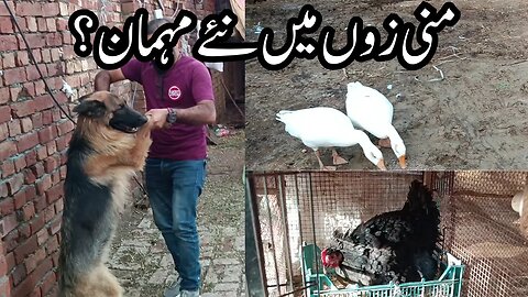 Hamaray mini zoo me aye new mehman | our mini zoo | villageincity99 | #petlovers #petvlog