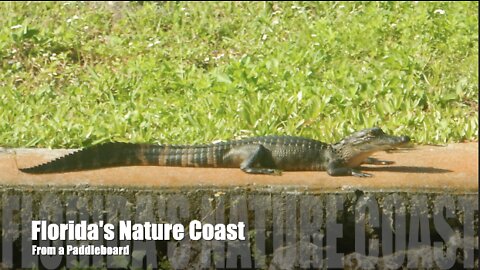 Florida's Beautiful Nature Coast