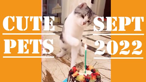 Pet Videos That Make You Laugh in 2022 | Cute Pets Doing Funny Things (Funny Animal Videos)