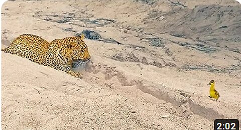 Innocent Baby Bird Walks up to Leopard - Crazy Ending