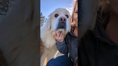 #greatpyrenees #dogs #farm #guarddog #cuteanimals #farmanimals #protector #beautiful #shorts