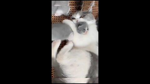 funny cat