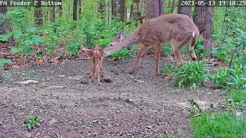 Mom and fawn under PA Bird Feeder 2 cam 5-13-2021