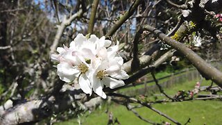 Personal Plant Medicine April Blurbs Awesome Apple Genital Explosion!