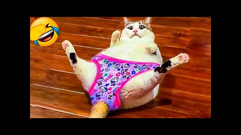 1 Hour Of Funniest Animals 😅 New Funny Cats and Dogs Videos 😸🐶 Part 1