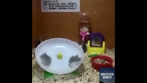 Hamster Amusement Park #shorts #animals #funny #cute #hamster