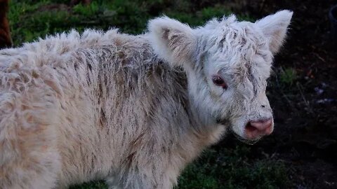 Maggie May - FIRST CALF born on Farm & MANY followed...A DEAR FRIEND made Video of the Farm's BIRTH