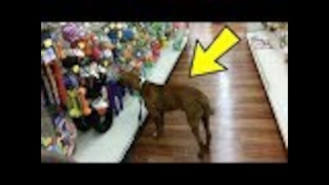 This Dog Endured Unimaginable Cruelty But Then Got To Pick Out His First Toy And It’s The Cutest