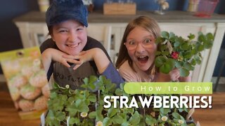 Plant Strawberries With Us!