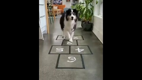 dog play Hopscotch game ,awesome player