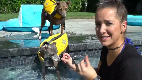 Teaching Dogs How To Swim