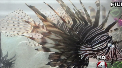 Lionfish killing celebration