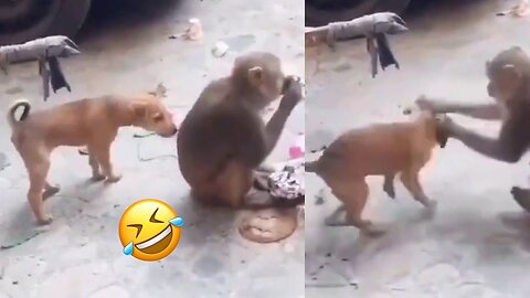 Amazing Funny 😁Video Dog 🐶 with Monkey 🐒