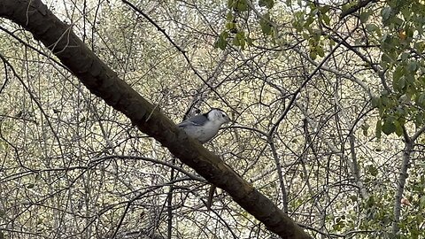 White-Breasted Nuthatch is back