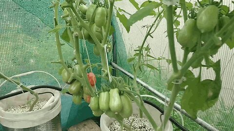 Tomato Update 07-01-2023