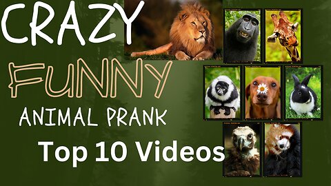 Animal Funny Prank !! Animal top 10 funny videos !! Superb Prank