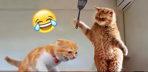 AMAZING CATS PART 1🔥TRAIN UR CAT LIKE THIS 😹🤣#VIRAL #FUNNY CATS #SHORTS