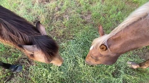 Forcing Horses To Eat On One Pile Of Hay - Ensuring Herd Harmony By Being Lead Horse